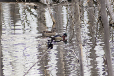 Wood Duck (Male and Female)