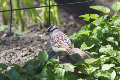 White-crowned Sparrow in the Garden
