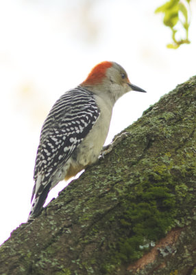 Red-bellied Woodpecker