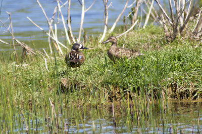 Male and Female Blue-winged Teals