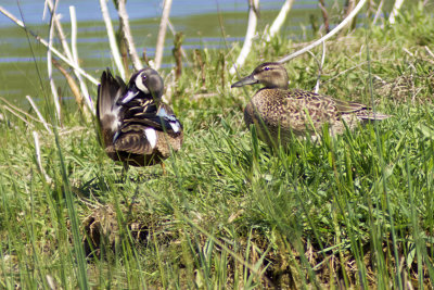 Blue-winged Teals