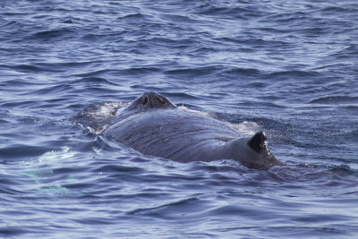 Humpback Whale - Blow Holes