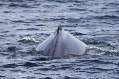 Teasing Glimpses of a Humpback Whale