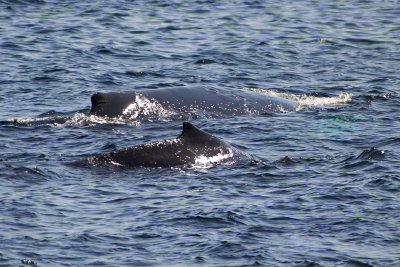 Humpback Whale - Mother and Calf