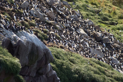 Bazaar of Common Murres with a Puffin or Two Thrown in