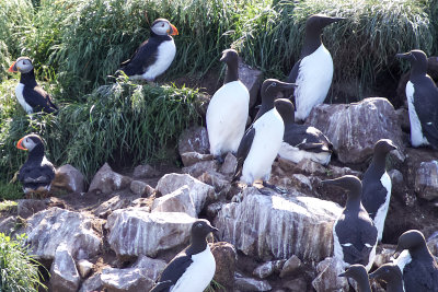 Congregation of Common Murres and Puffins