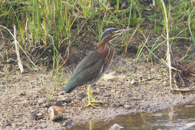 Green Heron