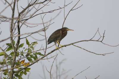 Green Heron