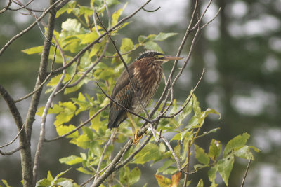 Green Heron