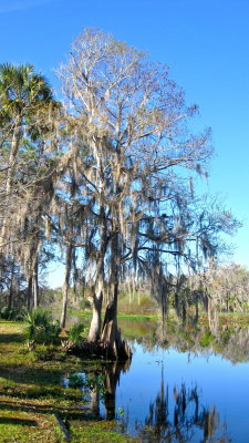 Tree next to launch site