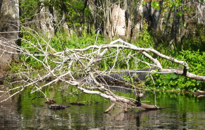 Same gator, different angle