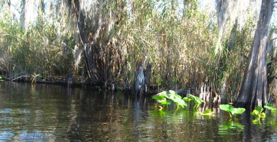 Another Blue Heron hiding