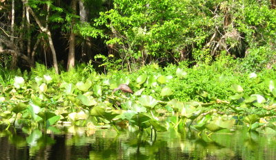 Limpkin