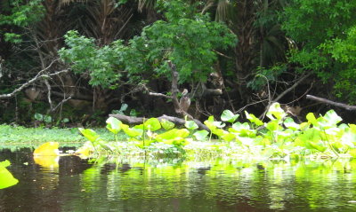 Another silent Limpkin