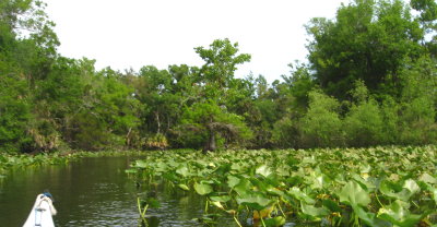Weeds covering the river