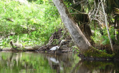Blue Heron
