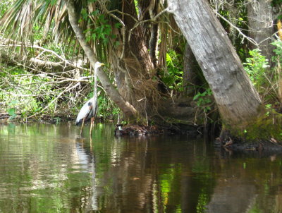Same Blue Heron