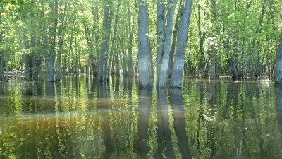 PETRIE ISLAND - Ottawa, Ontario - June 6