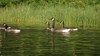 CANADA GEESE 