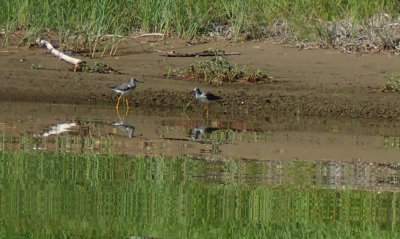 ANOTHER SHOT OF THE SAND PIPERS