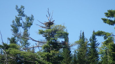 BIRD NEST HIGH IN A TREE