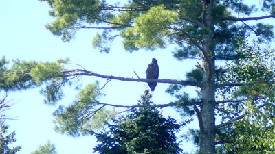 OWNER OF THE NEST