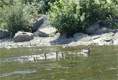 MOM AND DUCKLINGS OUT FOR A SWIM.