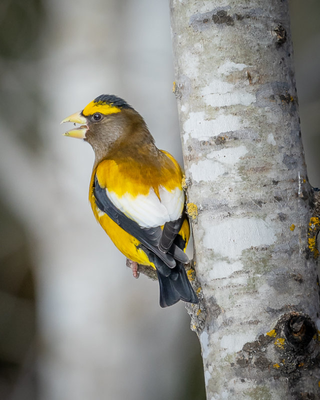 Evening Grosbeak