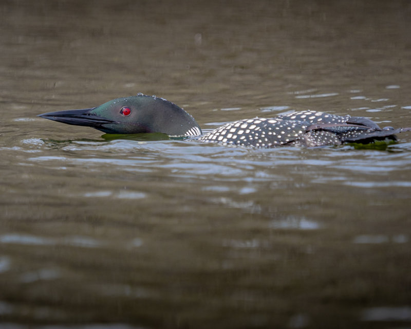 Common Loon