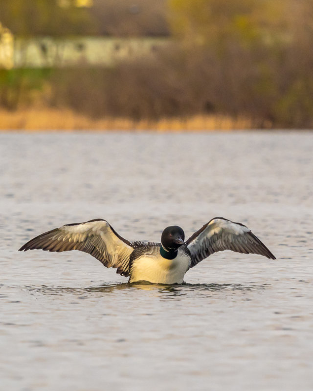 Common Loon