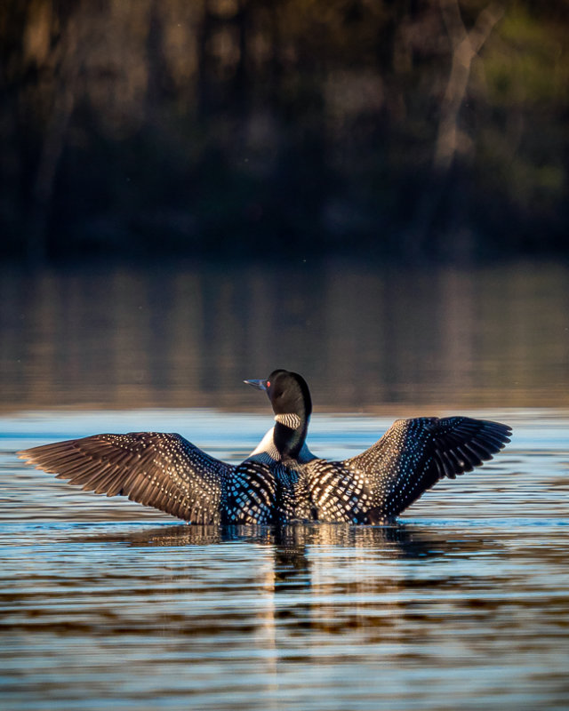 Common Loon