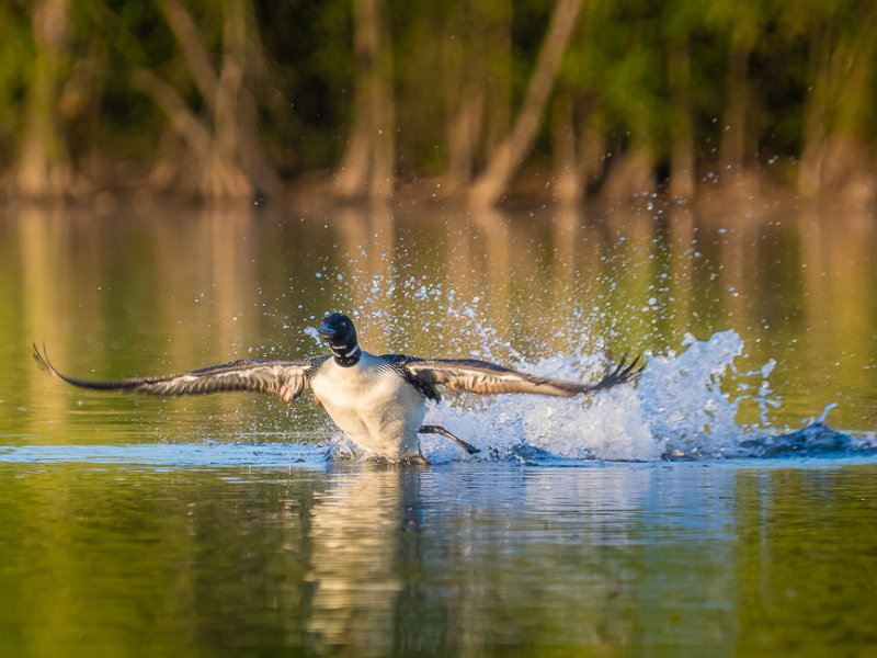 Common Loon