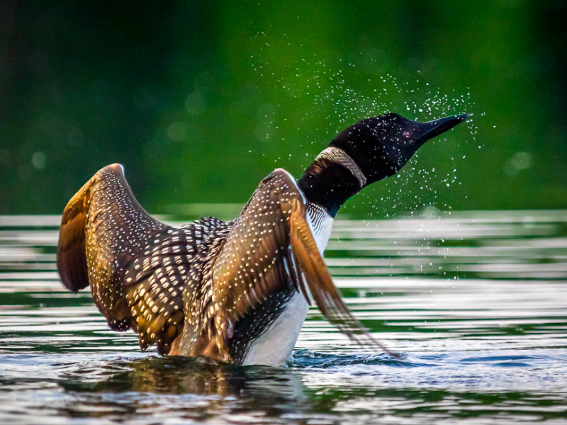 Common Loon