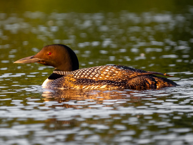 Common Loon