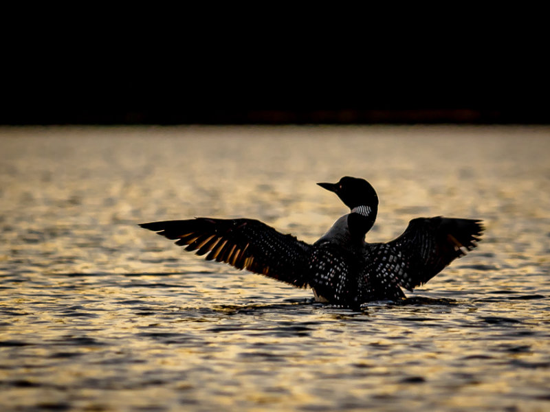 Common Loon