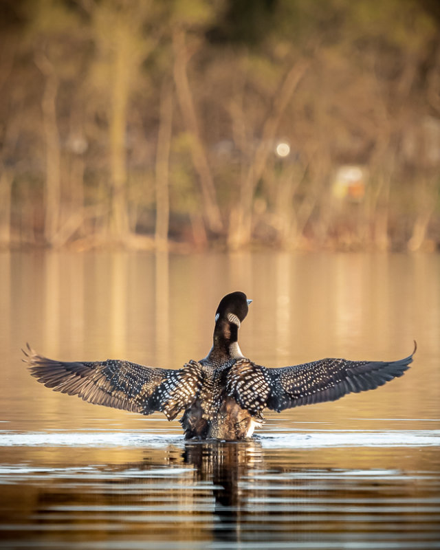 Common Loon