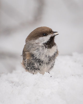 Boreal Chickadee