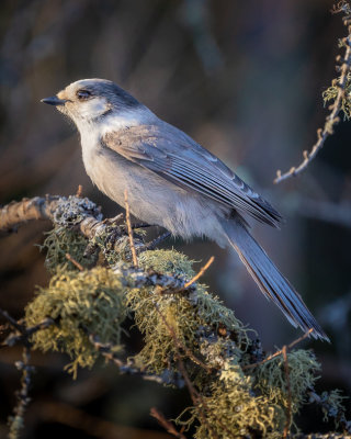Canada Jay