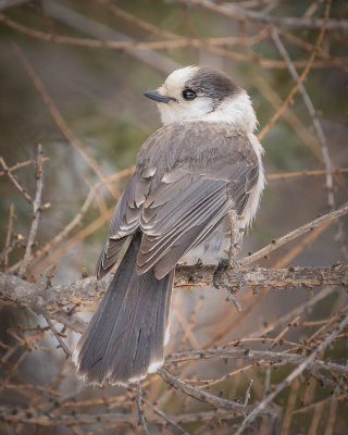 Canada Jay
