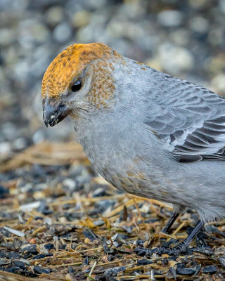 Female Pine Grosbeak