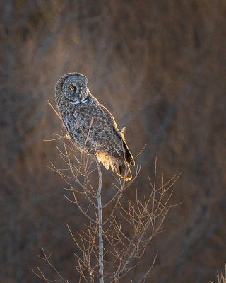 Great Gray Owl