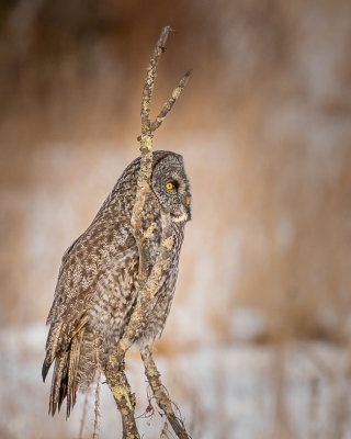 Great Gray Owl
