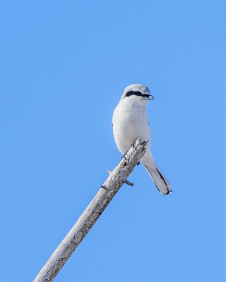 Northern Shrike