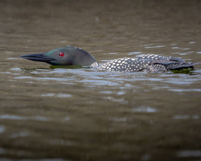 Common Loon