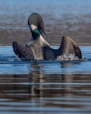 Common Loon