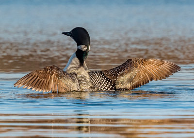 Common Loon