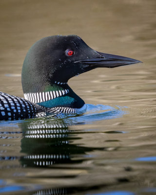 Common Loon