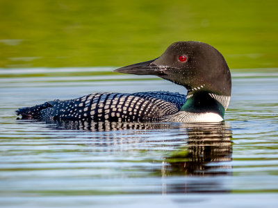 Common Loon
