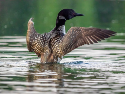 Common Loon