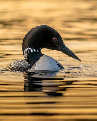 Common Loon